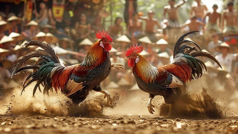 Các sảnh đá gà alo789