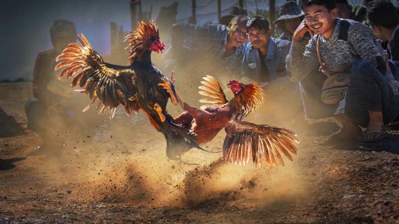 Ưu điểm của đá gà alo789