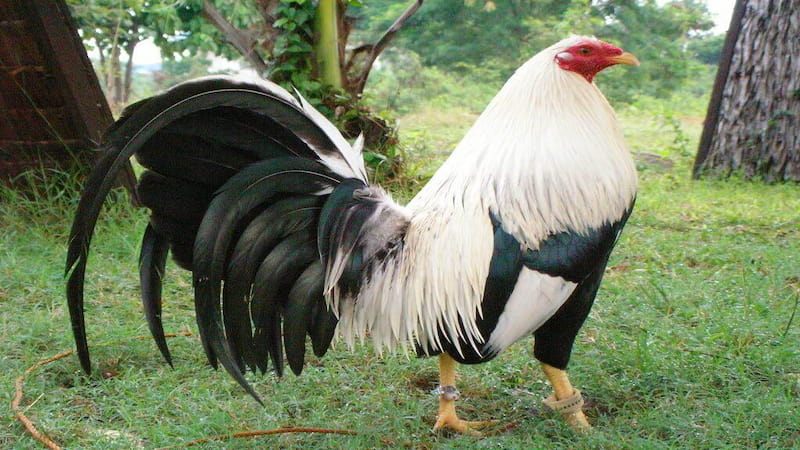 Đôi nét về gà Mỹ rặc