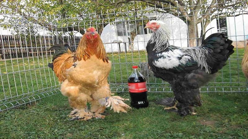 Giới thiệu một vài nét về gà khổng lồ Nam Mỹ