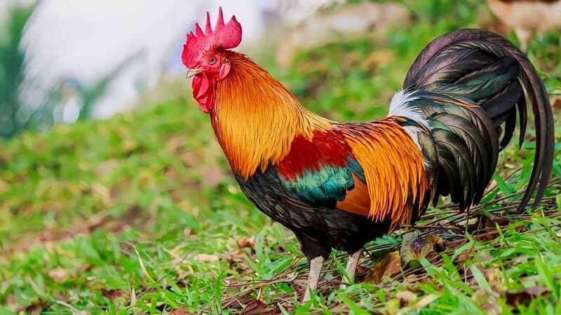 Đánh giá khả năng chiến đấu của gà mồng vua