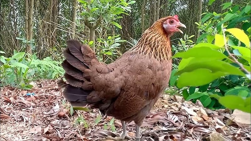 Giới thiệu về gà rừng mái