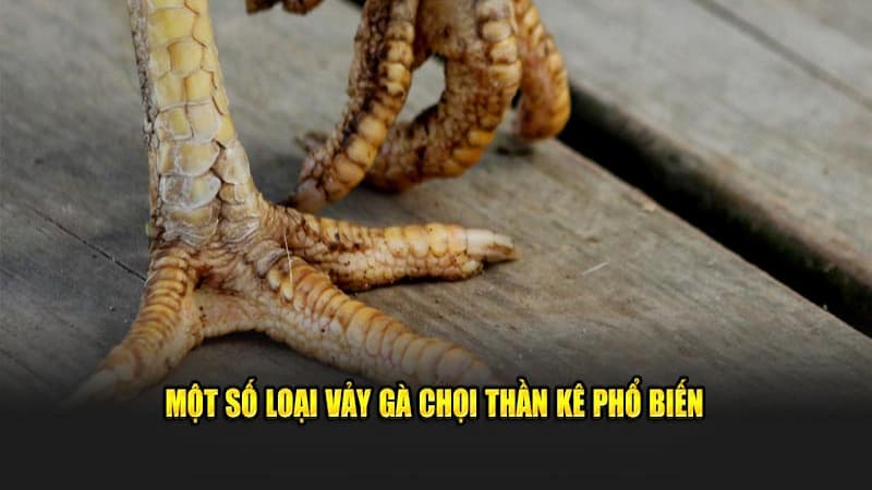Các vảy gà chọi thần kê phổ biến nhất